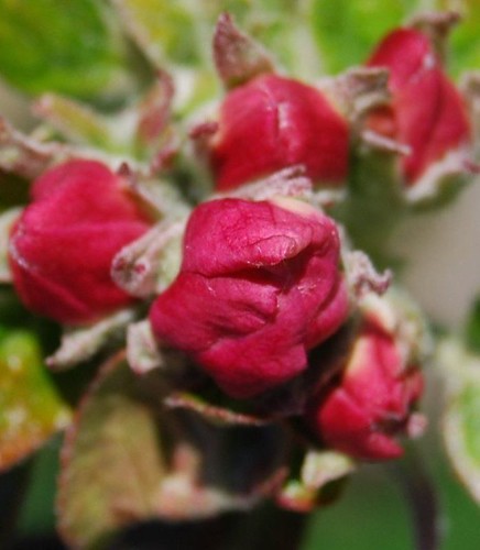 future red apples  ! by bridgy2008