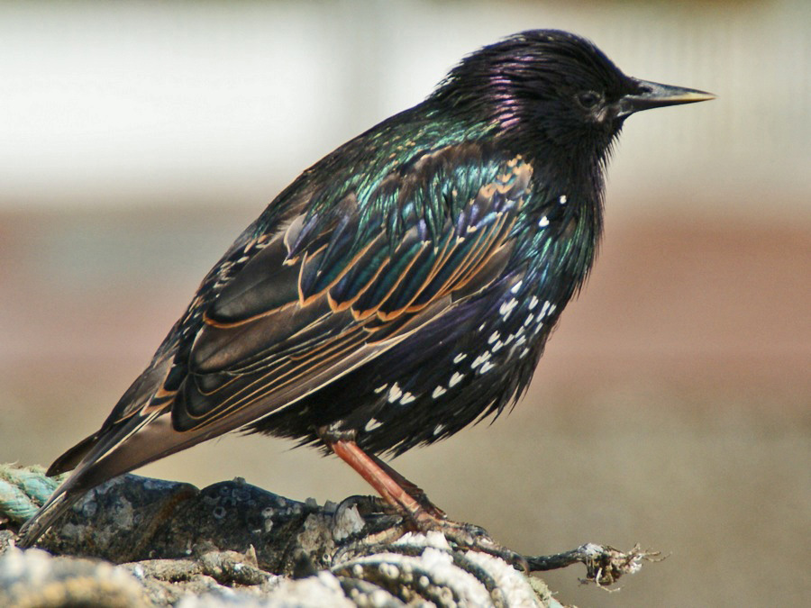 Starling Colours in the Sun by algo