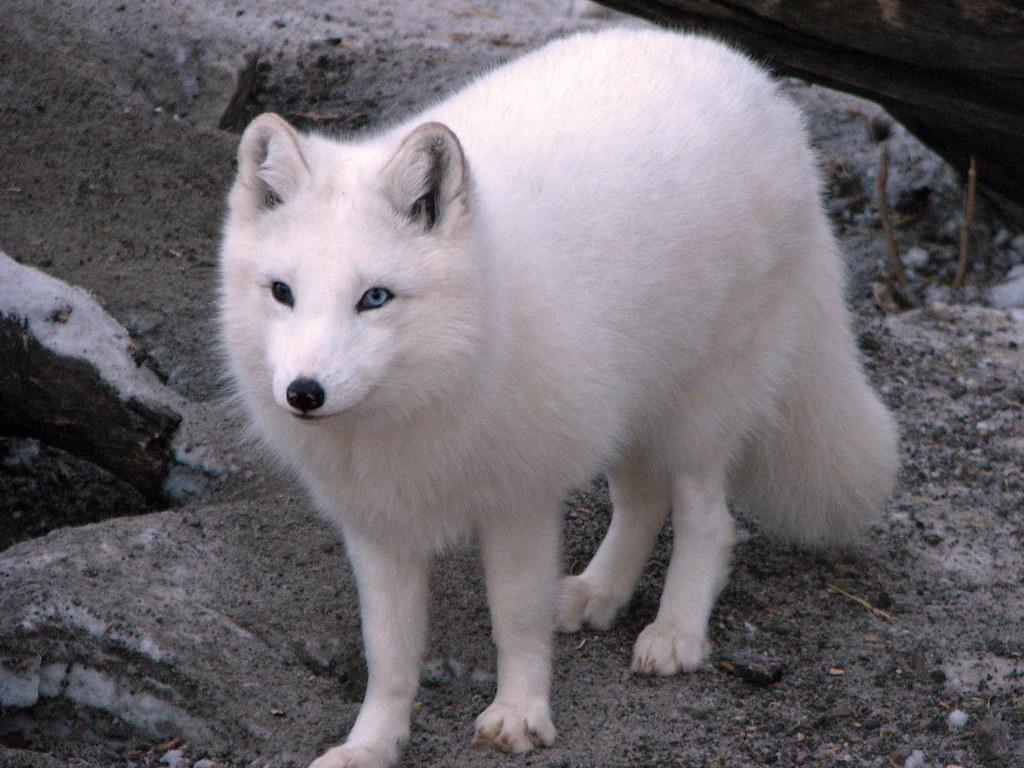 Arctic Fox in full winter regalia | One blue eye and one bro… | Flickr