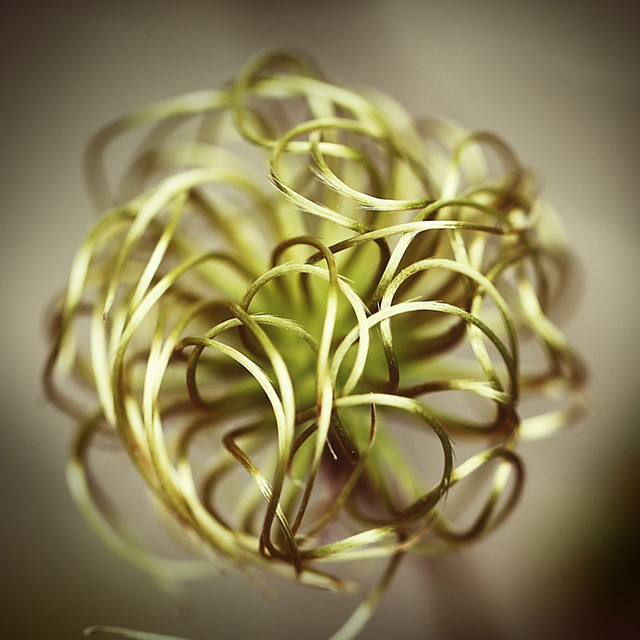 clematis - end stage  e3-sq