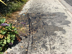 Only in LA!  Tar seeping up though a flower bed outside of Hancock Park (tar pits & Museums) and onto the sidewalk on S. Curson Street.