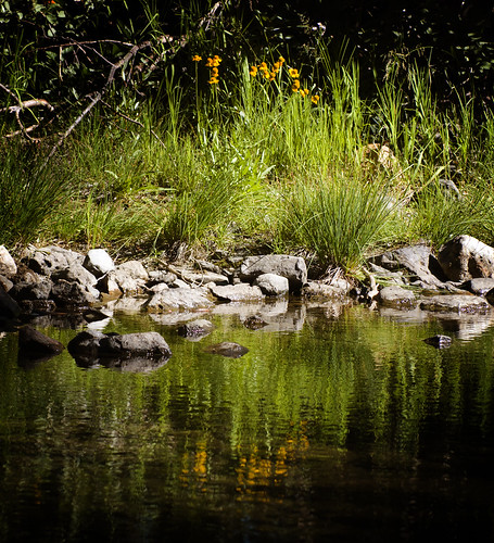 Plants Along the Stream - Lake Tahoe, Ca by IceNineJon, california travel nature water unitedstates tahoe laketahoe fallenleaflake 10kmwofsouthlaketahoe