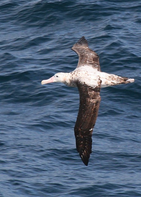 Wandering Albatross 31.4_5167