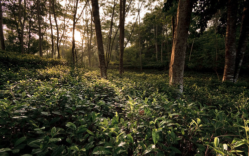 trees sunrise canon landscape eos tea srilanka galle teaestate efs1022mmf3545usm 450d aplusphoto flickrchallengegroup nadunuyana
