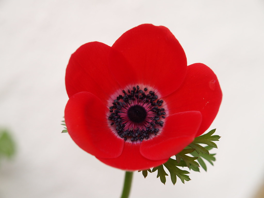Red | red flower white background | Quint_mb | Flickr