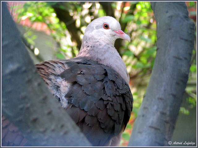 Pigeon rose