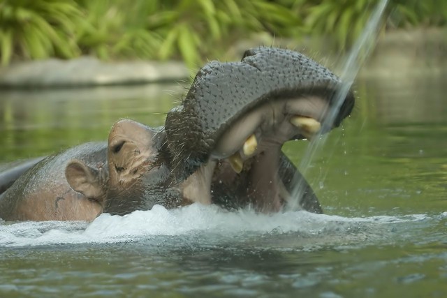 Hippo Thirst