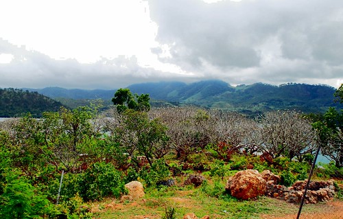 trees mountain island tropical hilltop