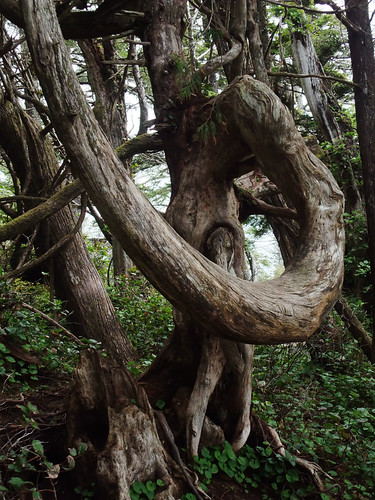 Wind Tree | by lalique7
