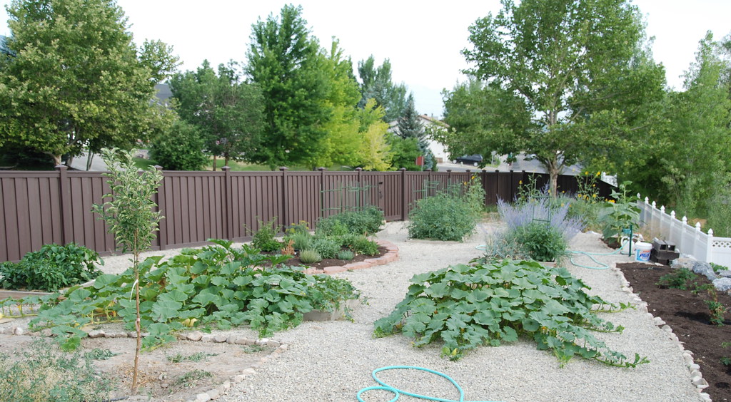 The garden on Jul 15, 2008