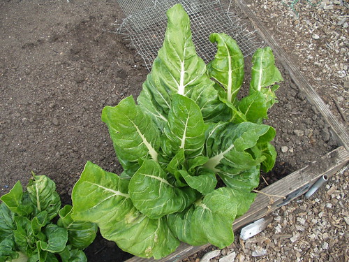Beresford Community Garden, San Mateo | Vicki Moore | Flickr