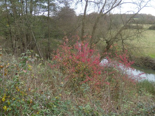 River Mole with spindle bush Dorking to Reigate