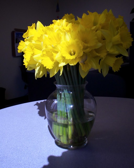 Daffodil Days - 1