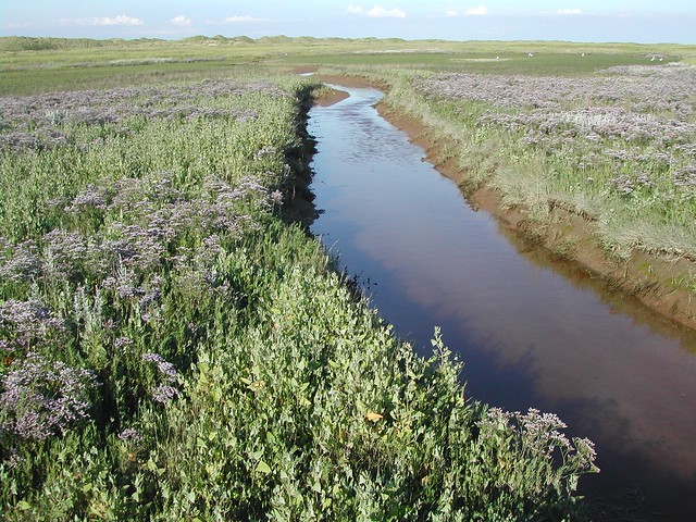 Salt marsh de Hon, Ameland (NL)