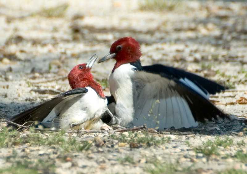 red head woodpeckers fighting Weymouth