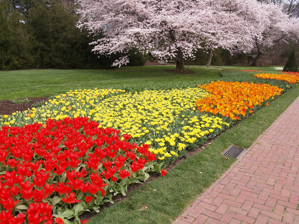 Spring Blooms  Longwood Gardens