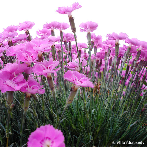 A bunch of carnations