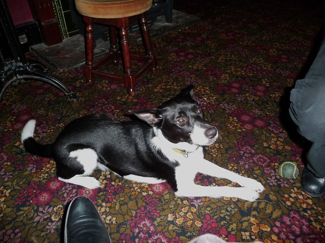 Pub dog on carpet floor