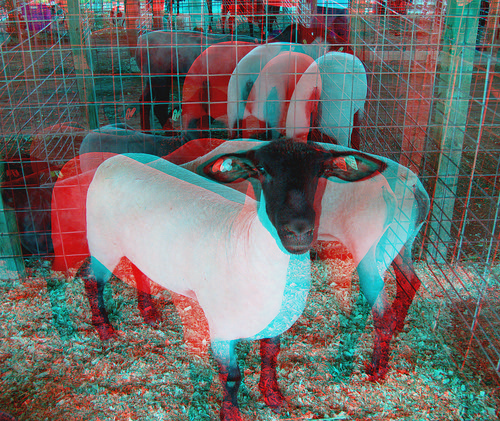 animal stereoscopic stereophoto 3d sheep anaglyph iowa lamb siouxcity anaglyphs redcyan 3dimages 3dphoto 3dphotos 3dpictures siouxcityia stereopicture