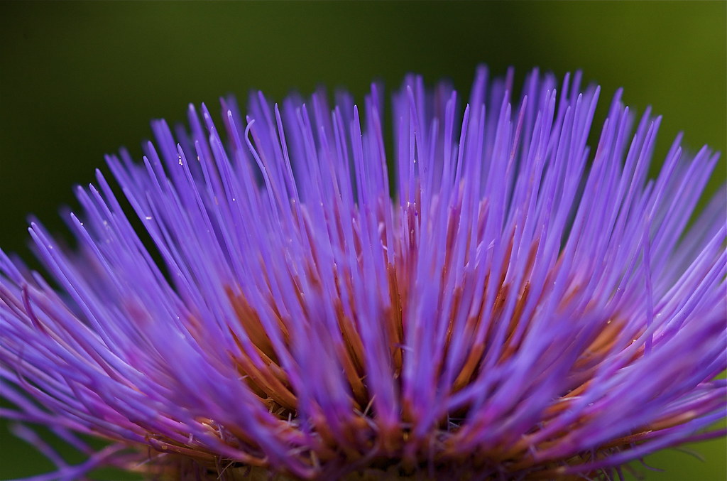 thistle bloom closeup by SCSheola