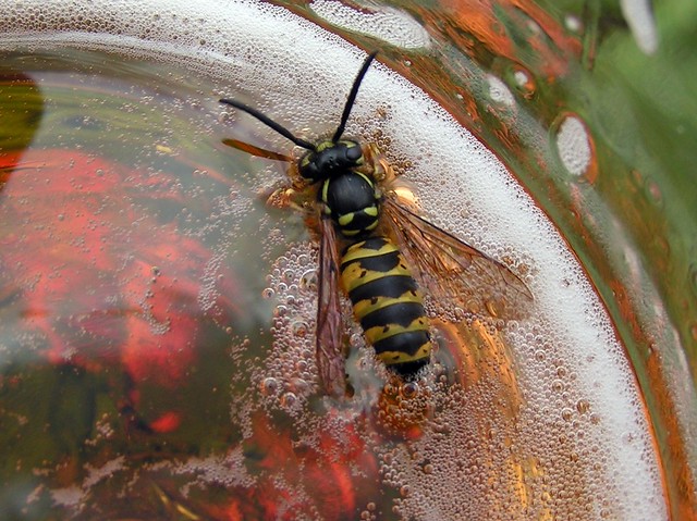 Beer Wasp