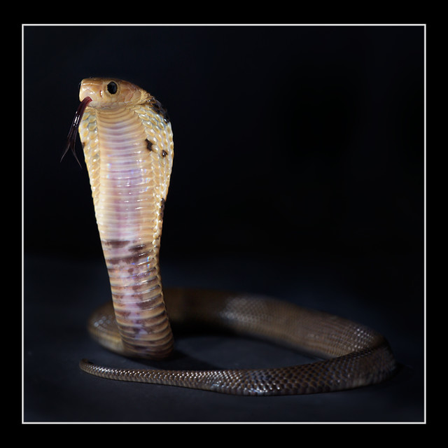 Chinese Cobra (Naja atra)