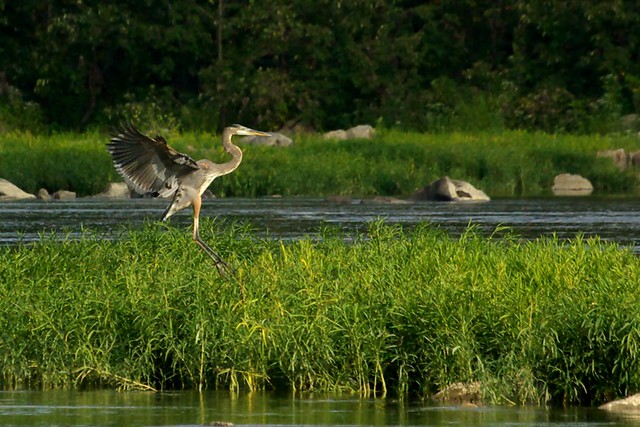 Outstretched heron