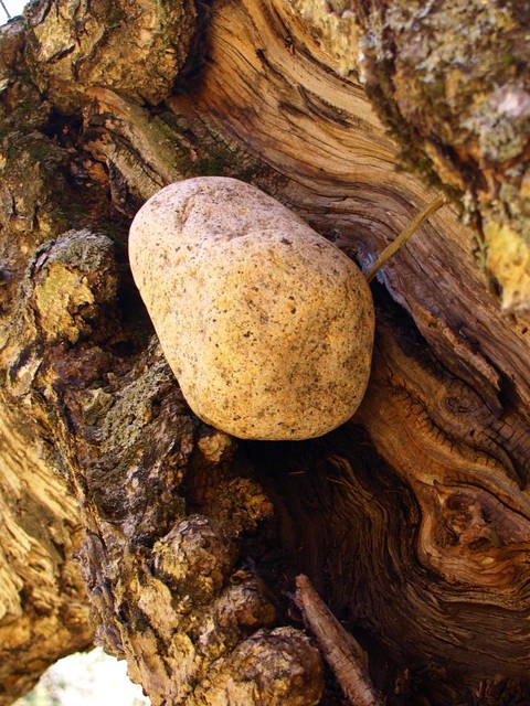 Rock stuck in a tree