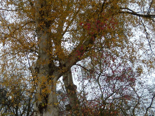 autumn trees Dorking to Reigate