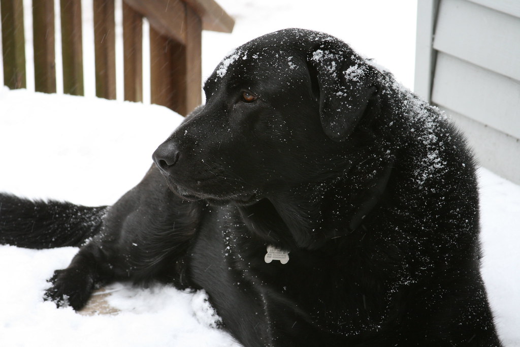 Snowy Dog My Dog Buddy Newfoundland Labrador Mix Jay Reed Flickr