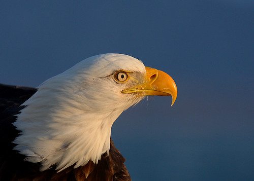 Eagle Portrait by Bill D114