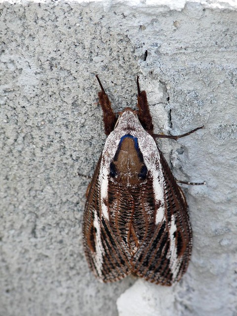 unusual moth