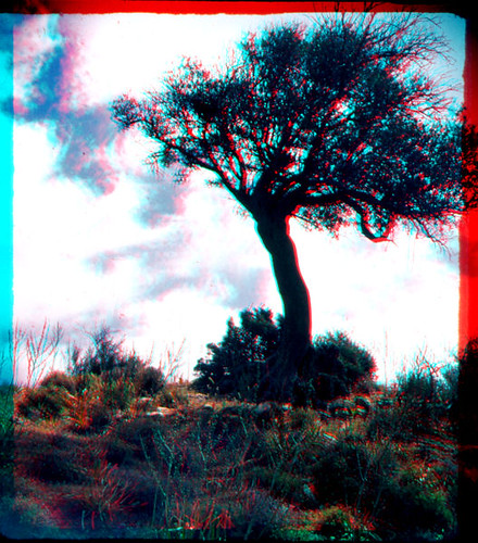 sky tree film clouds stereoscopic 3d olive cyprus slide anaglyph scan velvia scanned fujichrome 3dglasses stereographic wraystereographic