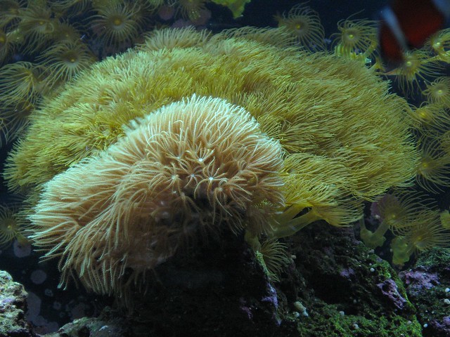 Yellow and Star Polyps