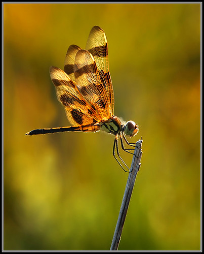 nature fauna bravo searchthebest florida dragonflies odonata halloweenpennant celithemiseponina alachuacounty longleafflatwoodsreserve