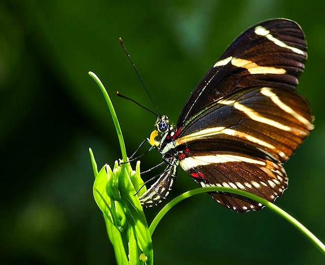 Zebra Longwing Butterfly Laying Eggs