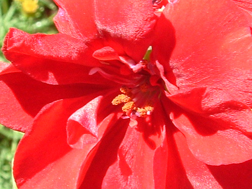Extroverted Flower Extroverted | I shot these pictures using the macro function… | Flickr