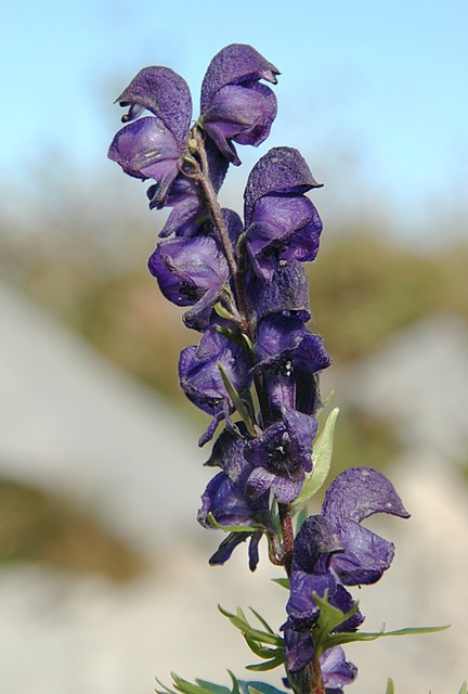 d0807020 | Blauer Eisenhut (Aconitum napellus). Allgäuer Alpen, 27.09.2008