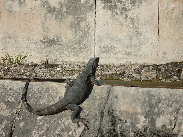 Chichen Itza Iguana