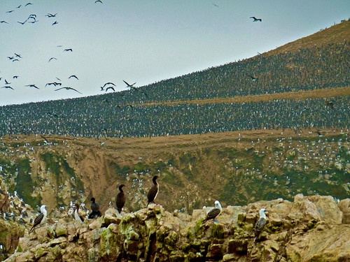 Ballestas Islands