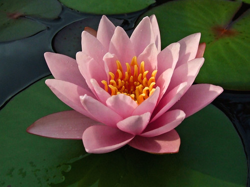 PINK WATER LILY 6 tsg | by carl & tracy gossett