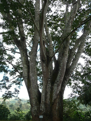 Cool tree | by rosey27
