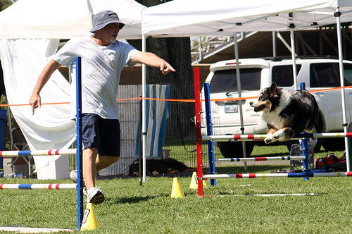 Australian Shepherd Agility Competition | Phae | Flickr