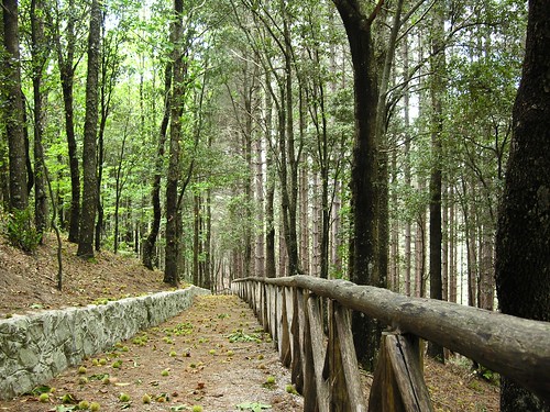 foglie alberi natura montagna calabria bosco ambiente viale trakking escursione castagneto nardodipace paesaggiomontano