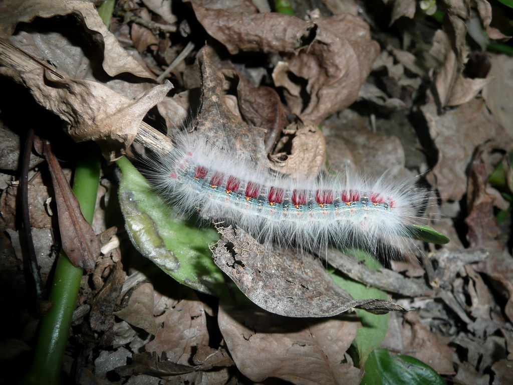 Oruga Chenille Caterpillar Lugar Place Lieu Cagu Flickr