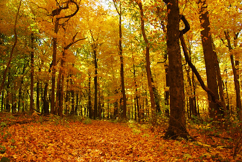 autumn fall minnesota forest woods fallcolors mn nerstrand nerstrandbigwoodsstatepark bigwoodsstatepark