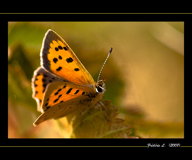 Papillon - Butterfly (3)