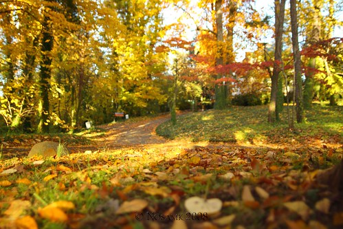 autumn color tree fall leaves print dof northcarolina winstonsalem reynoldagardens sigma20mmf18exdg ndx4