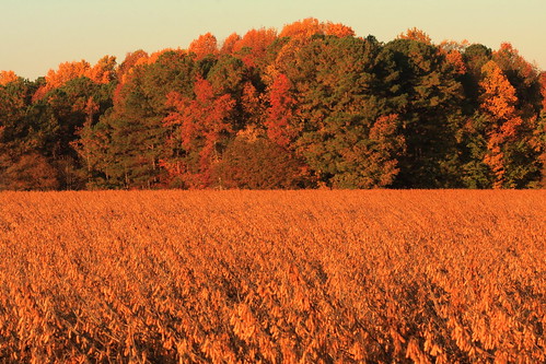 autumn fall field leaves gold golden beans foliage beanfield autumcolors