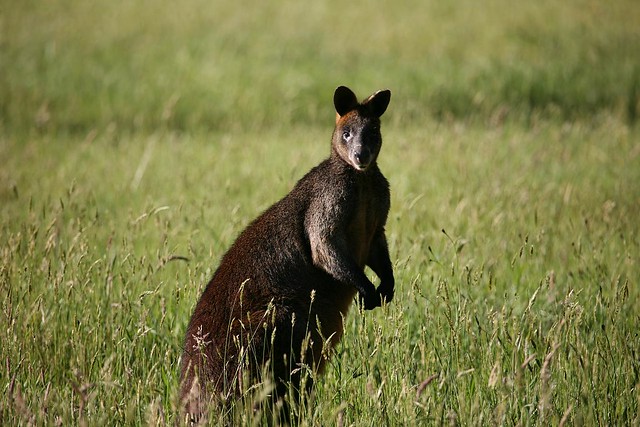 Black Wallaby (Wallabia bicolor) on the outskirts of Foster, South Gippsland, Victoria, Australia.